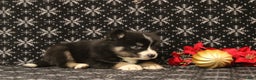 Pomsky dogs for sale: Vesper - Ad 3
