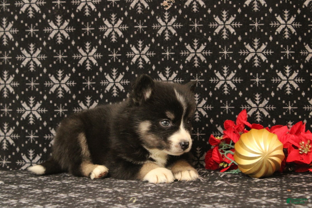 Pomsky dogs for sale: Vesper - Ad 3