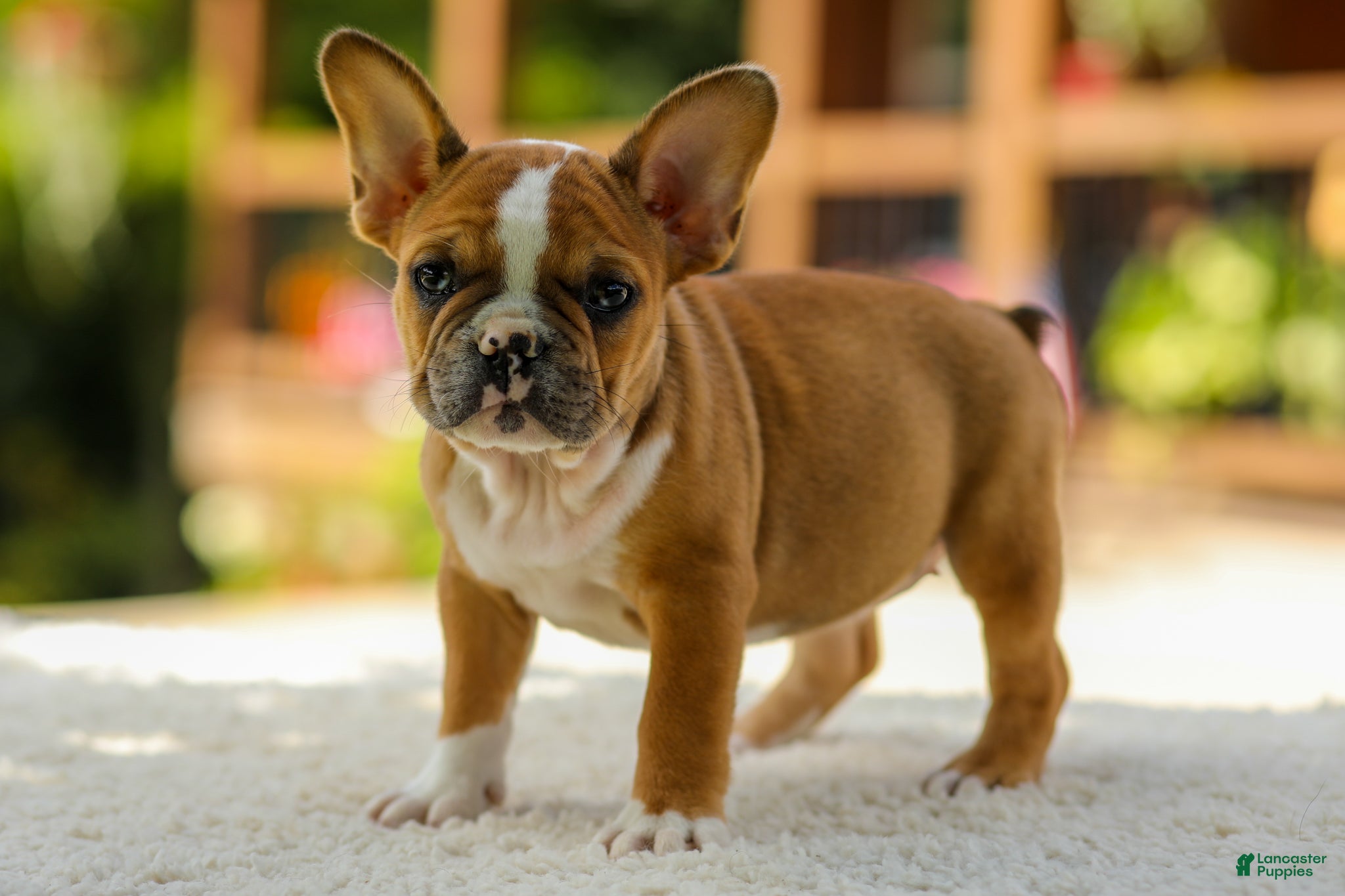 French Bulldog dogs Opal – Fawn/White - Ad 1