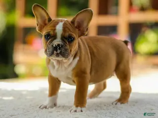 French Bulldog dogs Opal – Fawn/White - Ad 1
