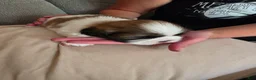 Shih Tzu dogs for sale: Boy 3 - Ad 3