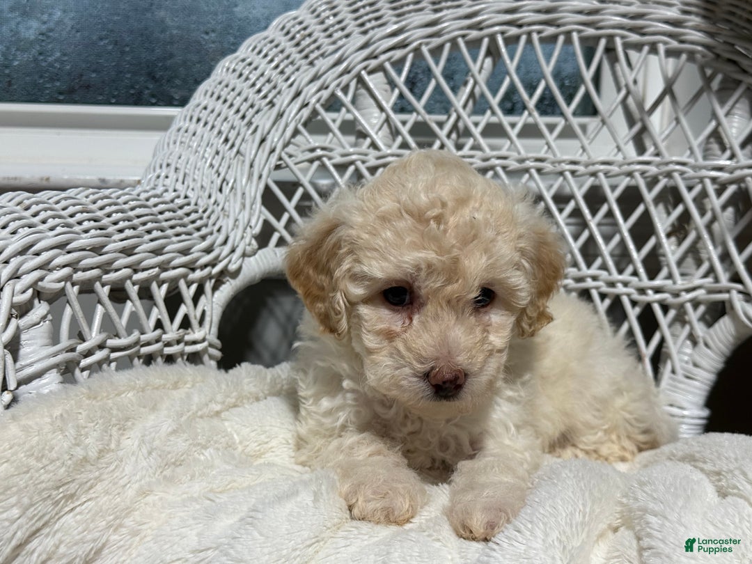 Bichpoo dogs for sale: Francess  - Ad 4