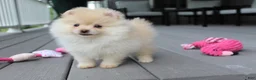 Pomeranian dogs for sale: Cassie - Ad 9