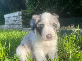 Sheepadoodle dogs Sheepadoodle Puppy 3 - Ad 5