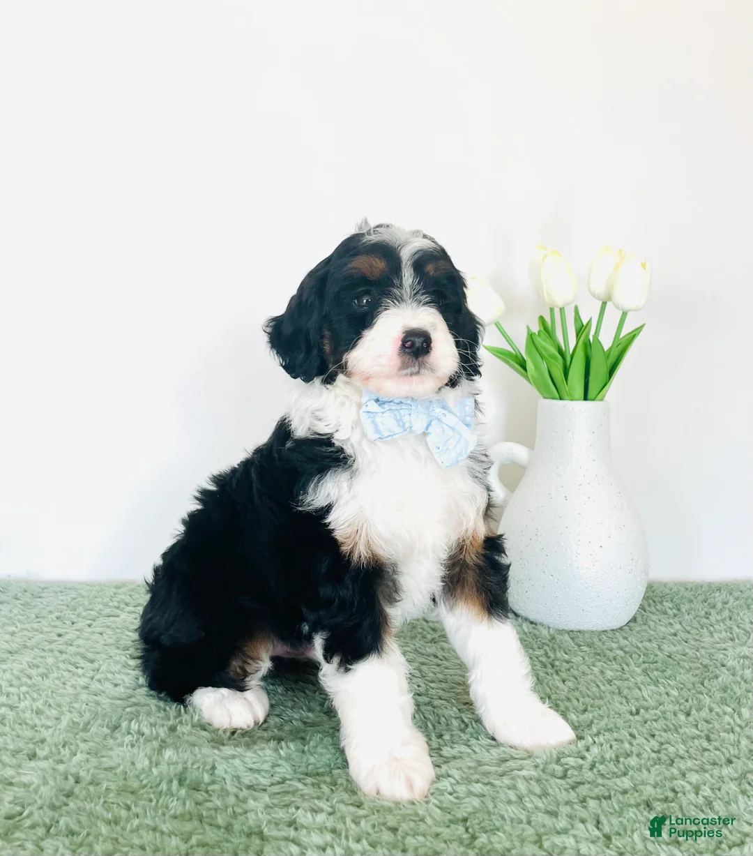 Mini Aussiedoodle dogs for sale: Max - Ad 2