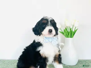 Mini Aussiedoodle dogs for sale: Max - Ad 2