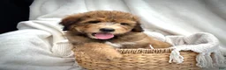 Bernedoodle dogs for sale: Theo - Ad 4