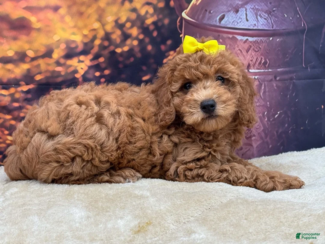 Miniature Poodle dogs for sale: Luna - Ad 1