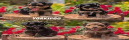 Yorkiepoo dogs for sale: Zoey - Ad 11