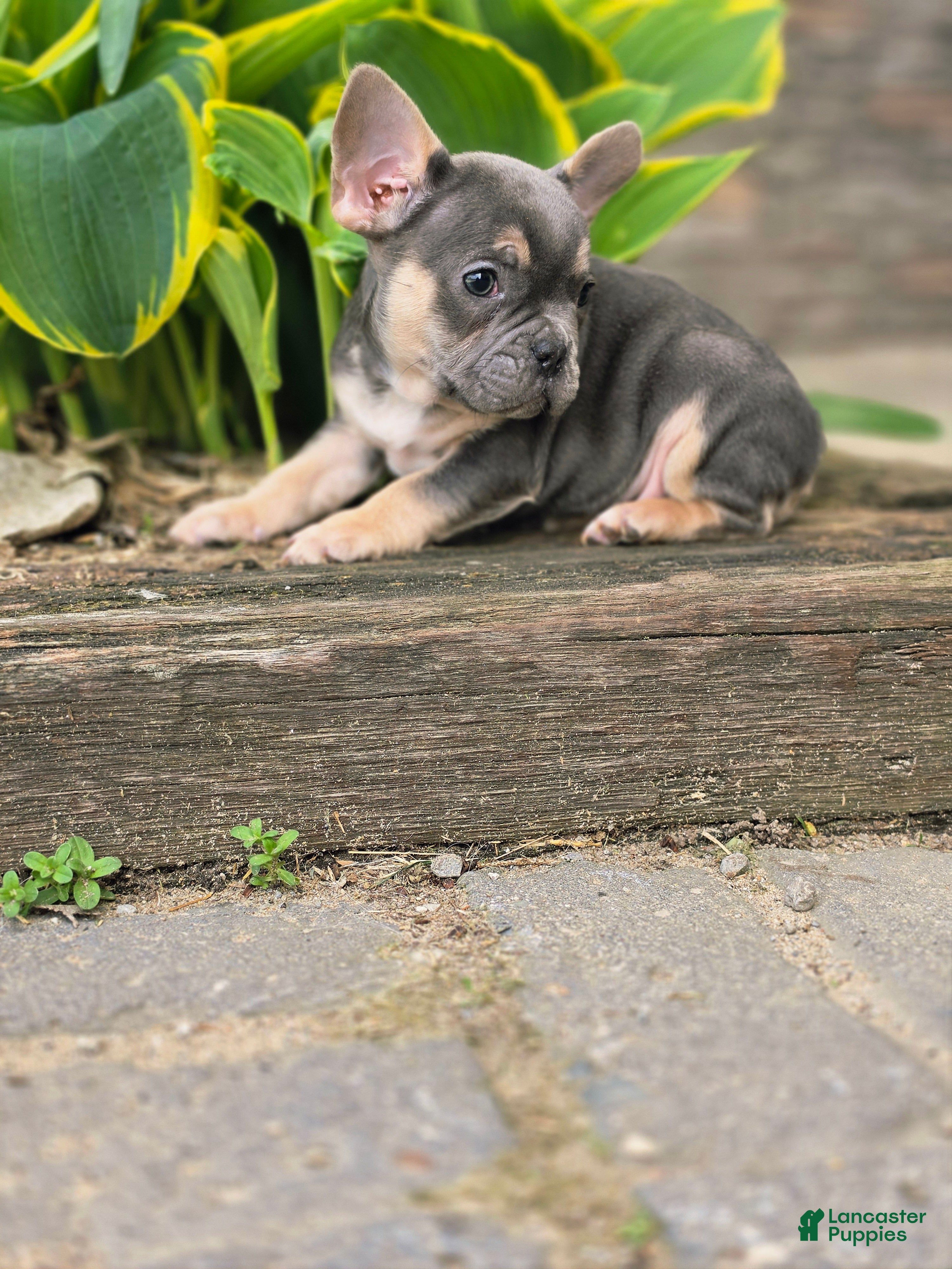 French Bulldog dogs Monty - Ad 2