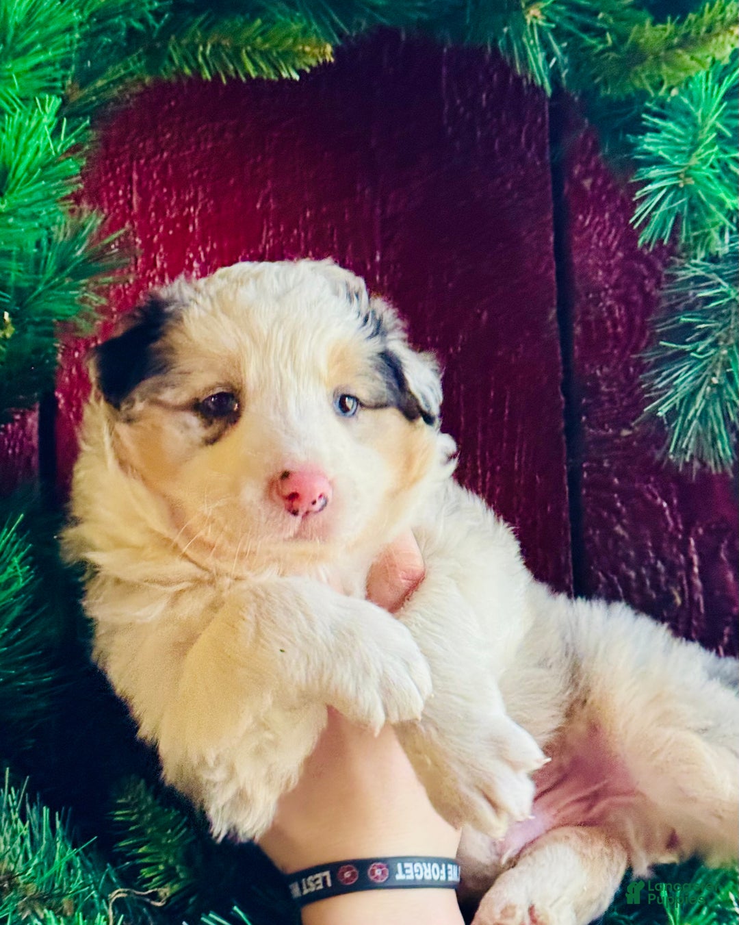 Mixed Breed dogs for sale: Mixed Breed Puppy 1 - Ad 4