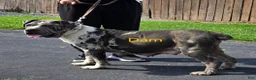 Mixed Breed dogs for sale: Hawks Mr Boomer - Ad 4