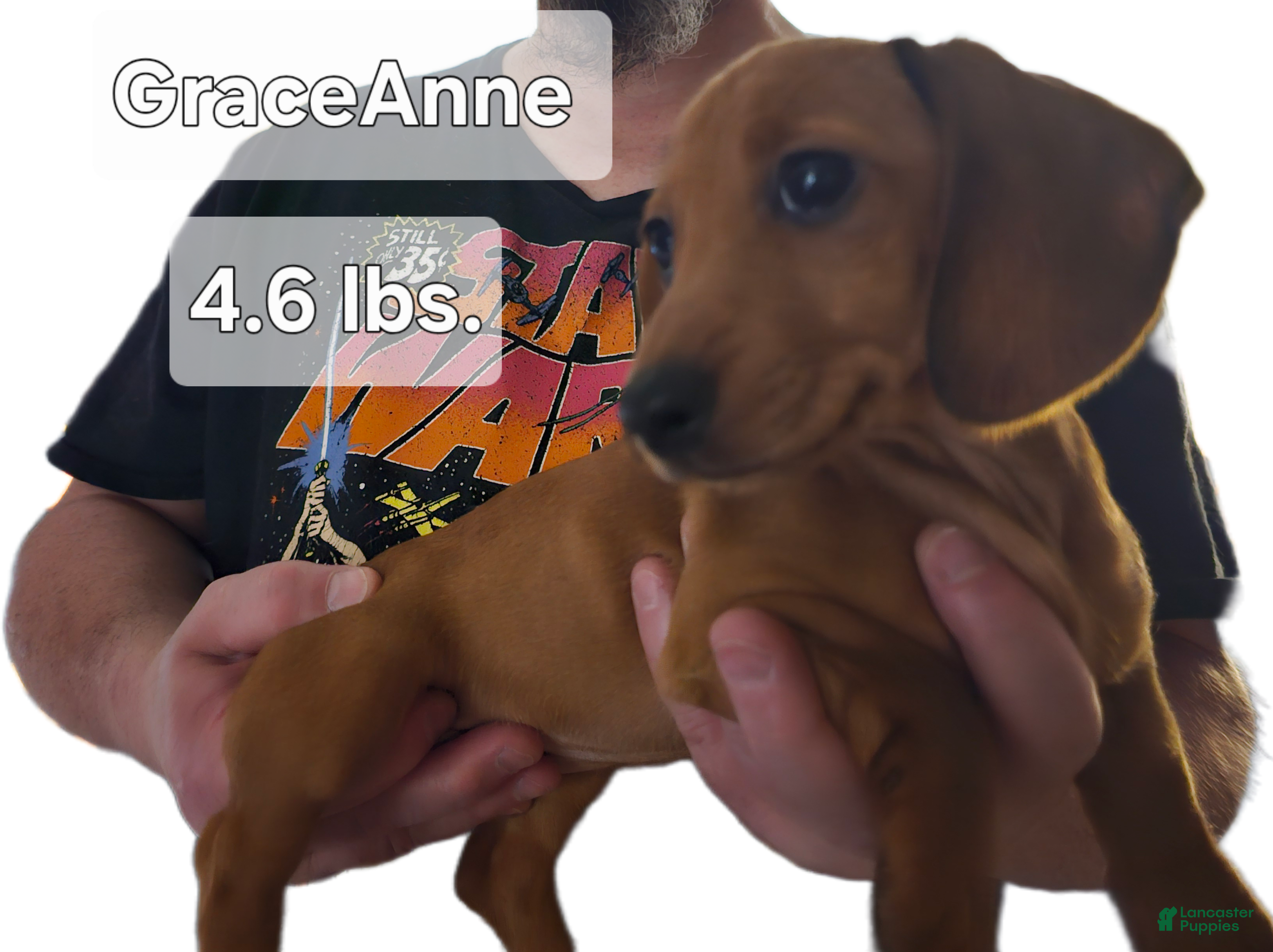 Miniature Dachshund dogs Miniature Dachshund (GraceAnne) - Ad 13