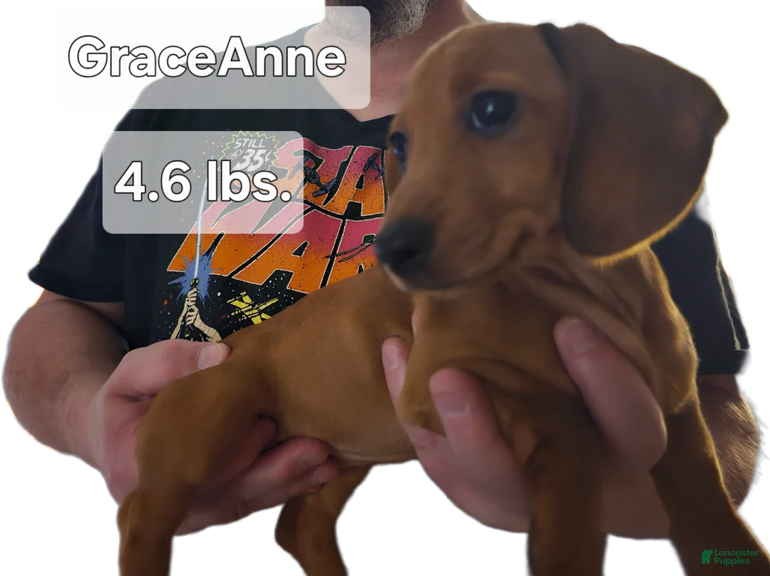 Miniature Dachshund dogs for sale: Miniature Dachshund (GraceAnne) - Ad 1