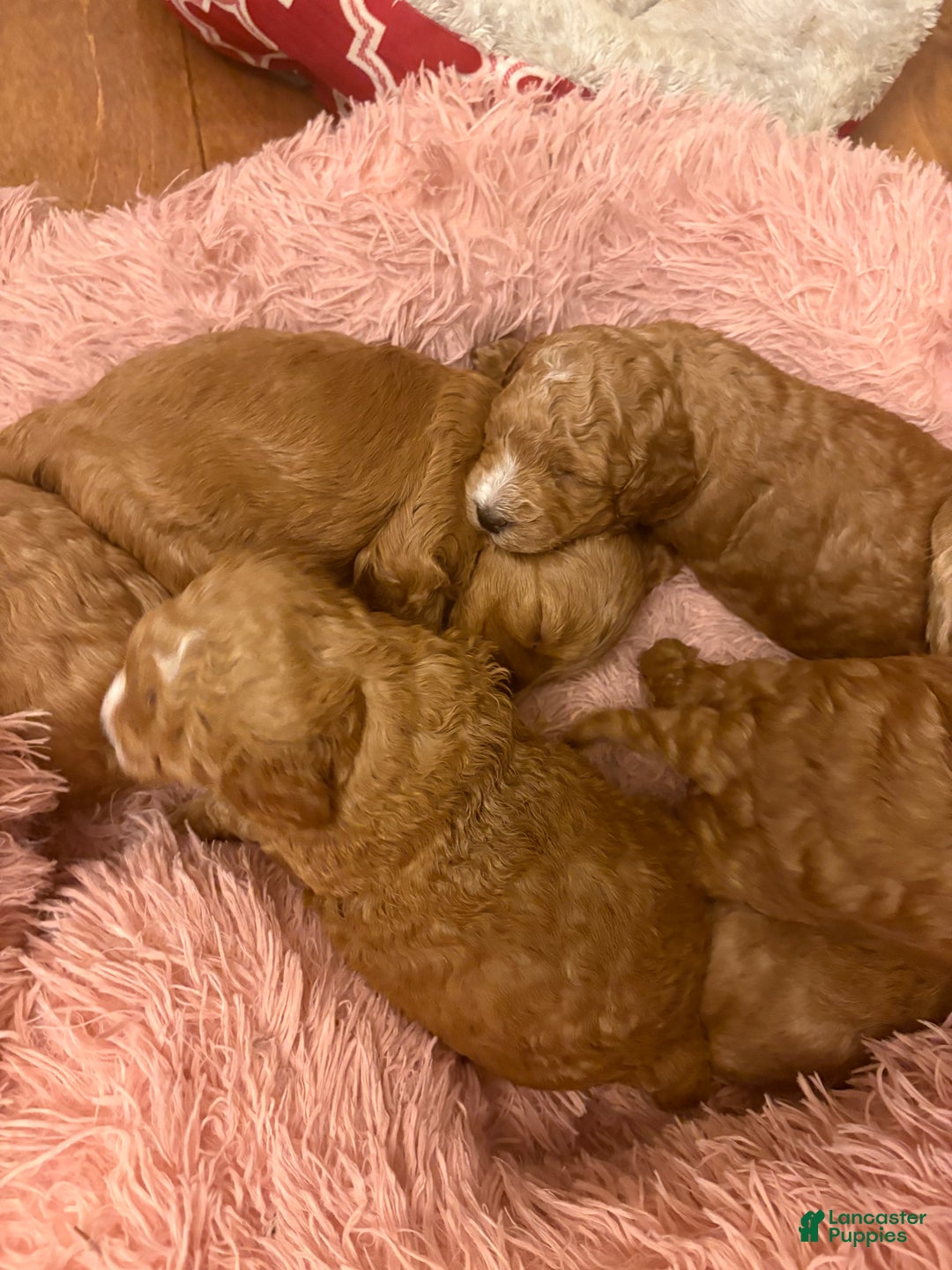 Mixed Breed dogs for sale: Mixed Breed litter of 6 puppies - Ad 2