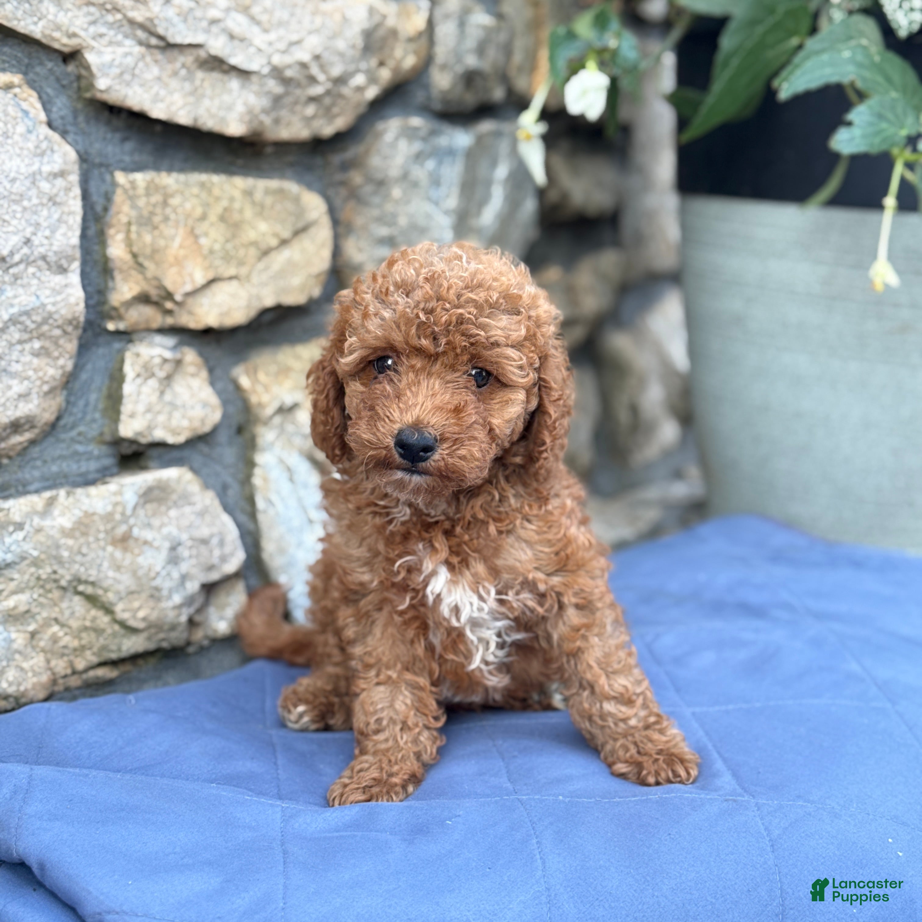 Miniature Poodle dogs Max - Ad 1