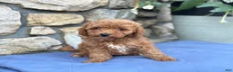 Miniature Poodle dogs for sale: Max - Ad 1