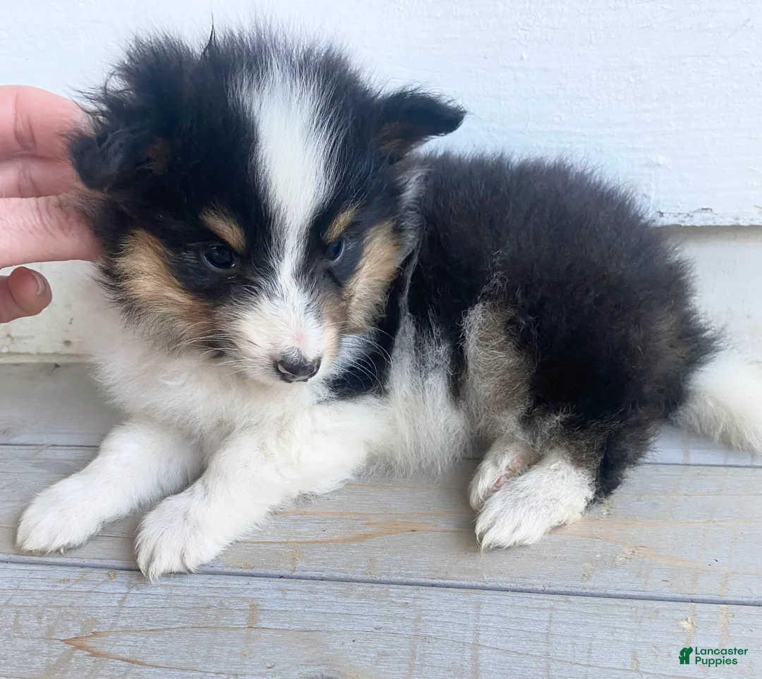 Shetland Sheepdog dogs for sale: Neesha - Ad 1