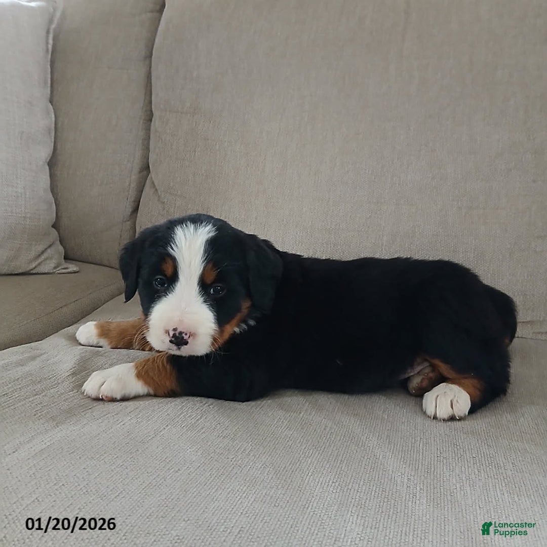 Bernese Mountain Dog dogs for sale: Isla - Ad 5