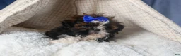 Shih Tzu dogs for sale: BUDDY - Ad 4