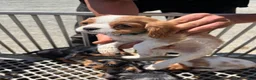 Cavalier King Charles Spaniel dogs for sale: Cavalier King Charles Spaniel 1 - Ad 4