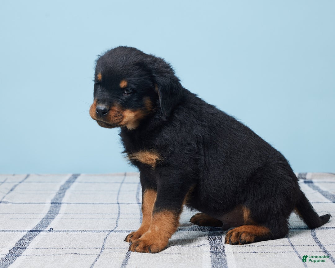 Rottweiler dogs for sale: Moose - Ad 1