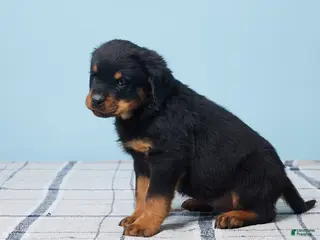 Rottweiler dogs Moose - Ad 39