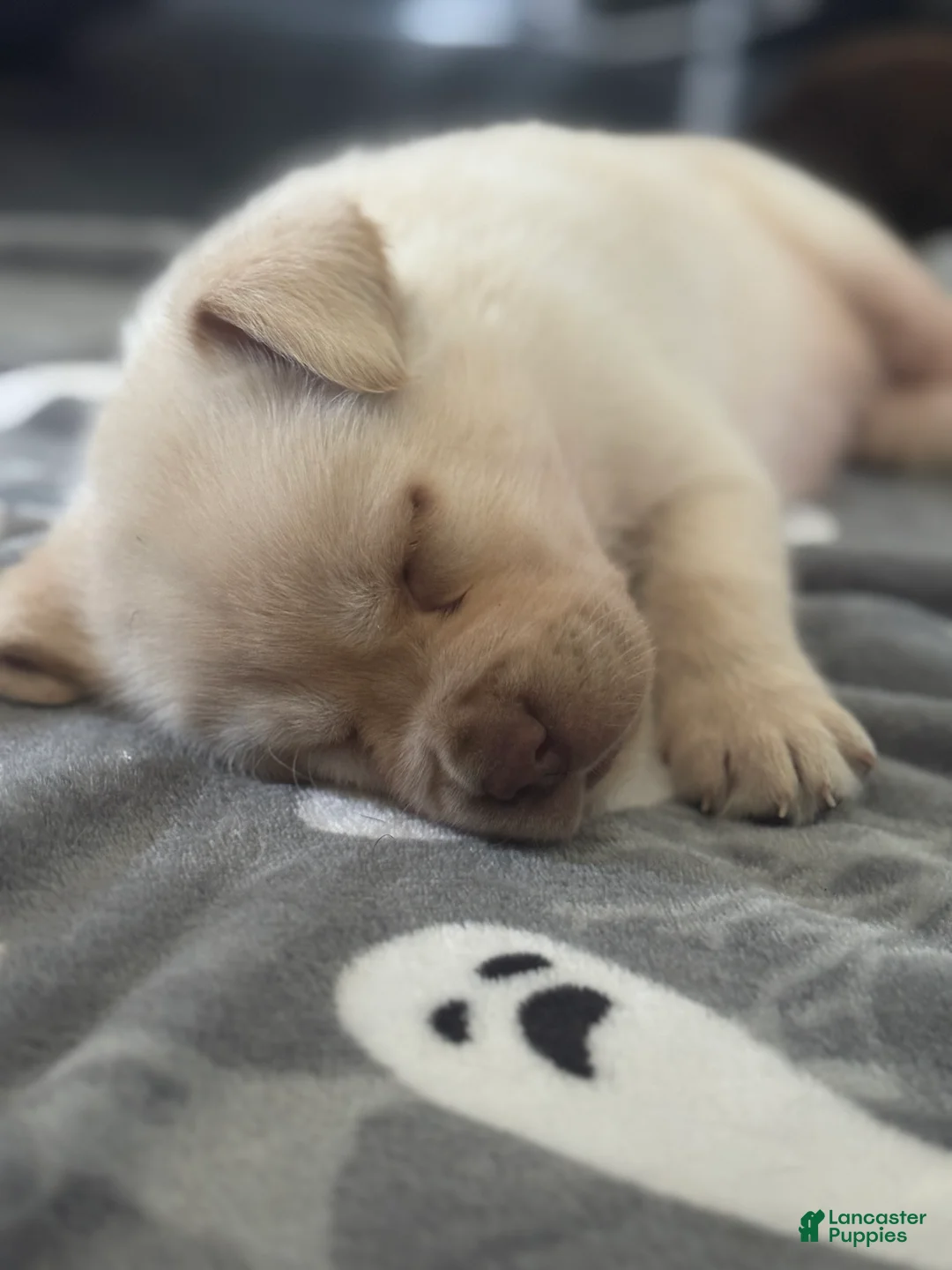 Labrador Retriever dogs for sale: Prince - Ad 2