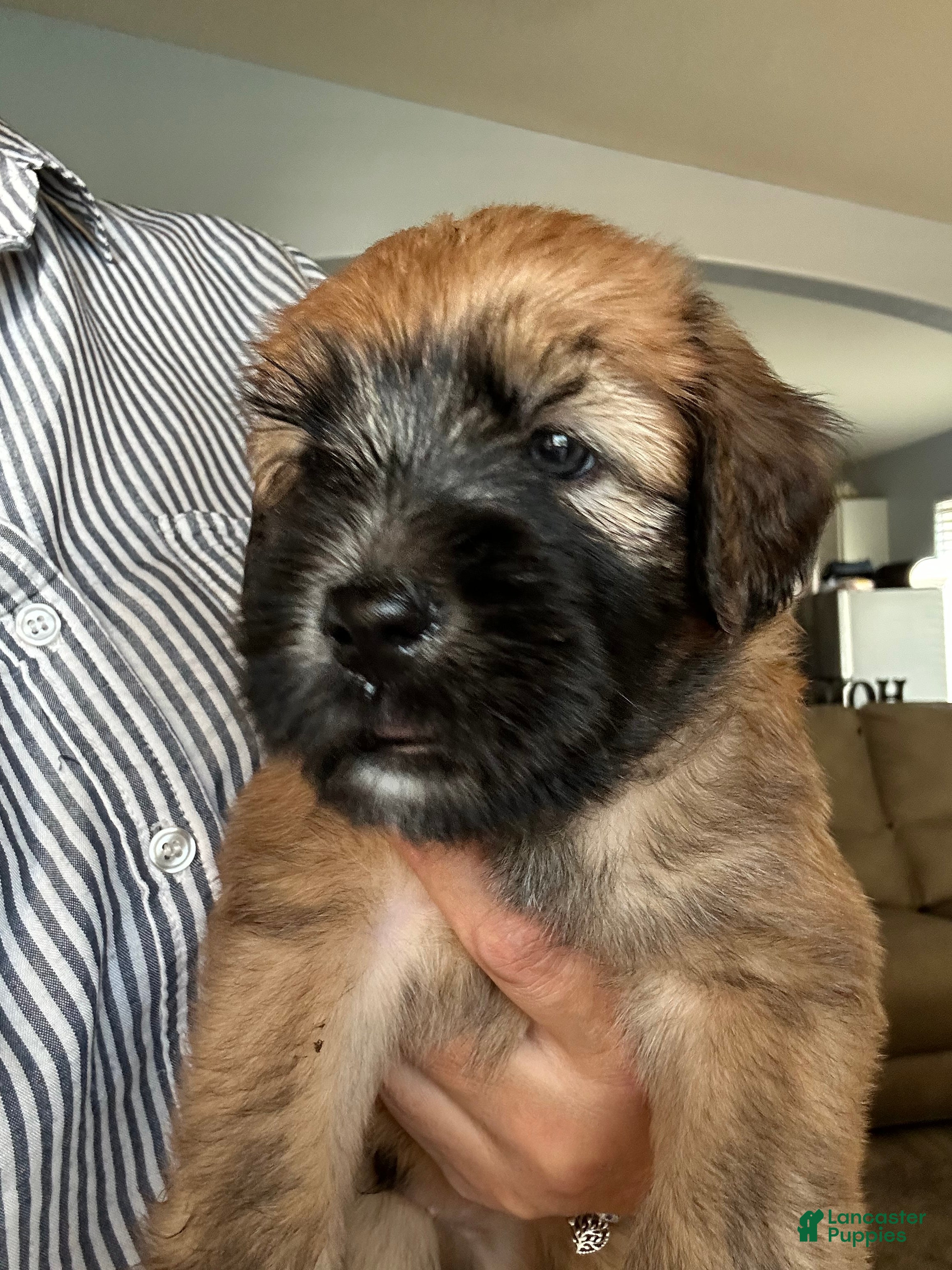 Mixed Breed dogs Orange collar boy  - Ad 1