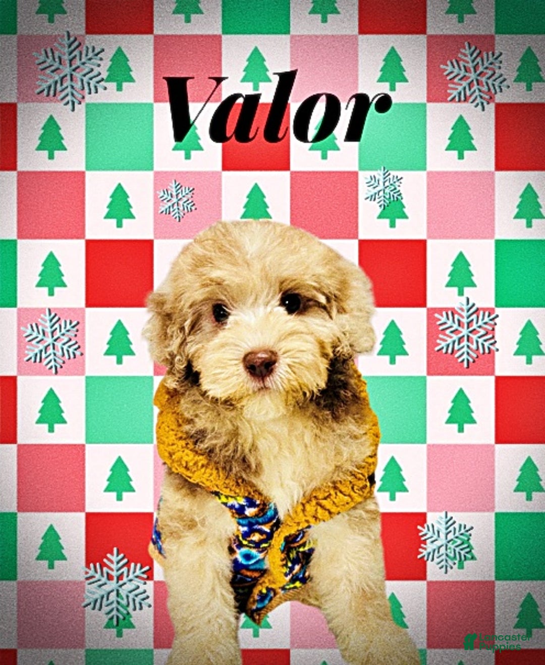 Havapoo dogs for sale: Valor - Ad 9