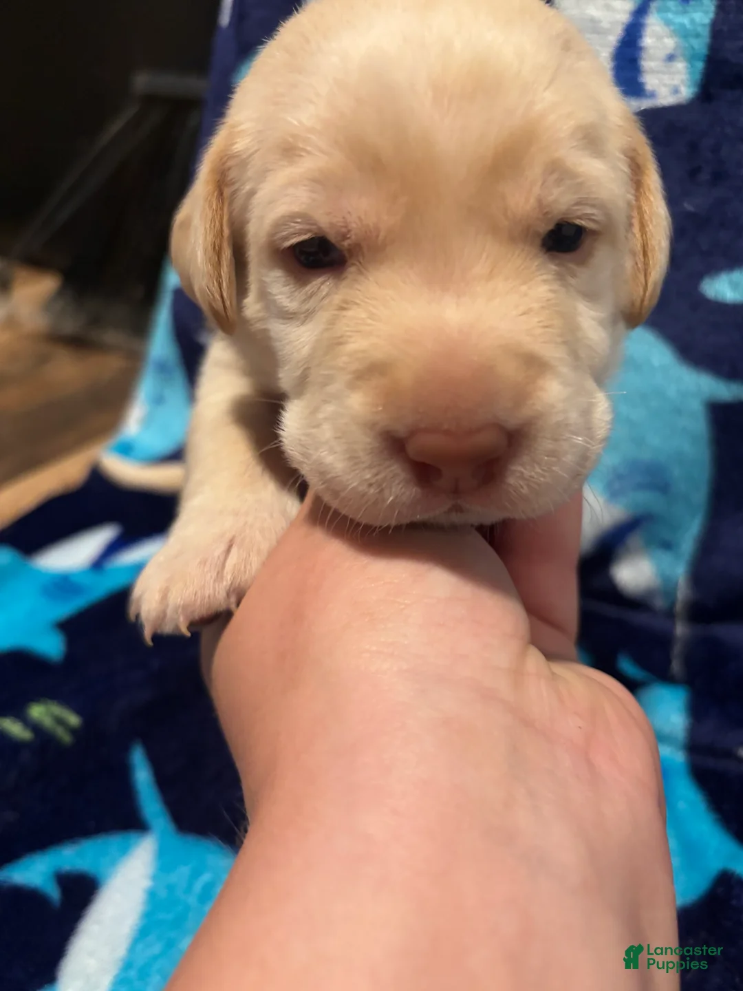 Labrador Retriever dogs for sale: Eleanor (white)  - Ad 1