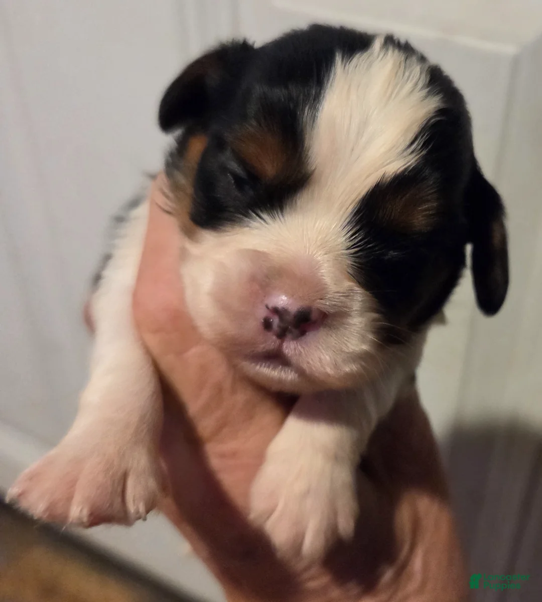 Cavalier King Charles Spaniel dogs for sale: Cavalier King Charles Spaniel Puppy 4 - Ad 1