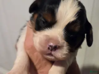 Cavalier King Charles Spaniel dogs for sale: Cavalier King Charles Spaniel Puppy 4 - Ad 2