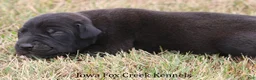 Great Dane dogs for sale: Shadow - Ad 8