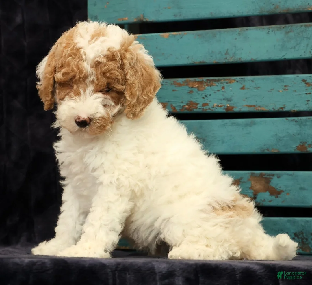 Miniature Poodle dogs for sale: Molly - Ad 2