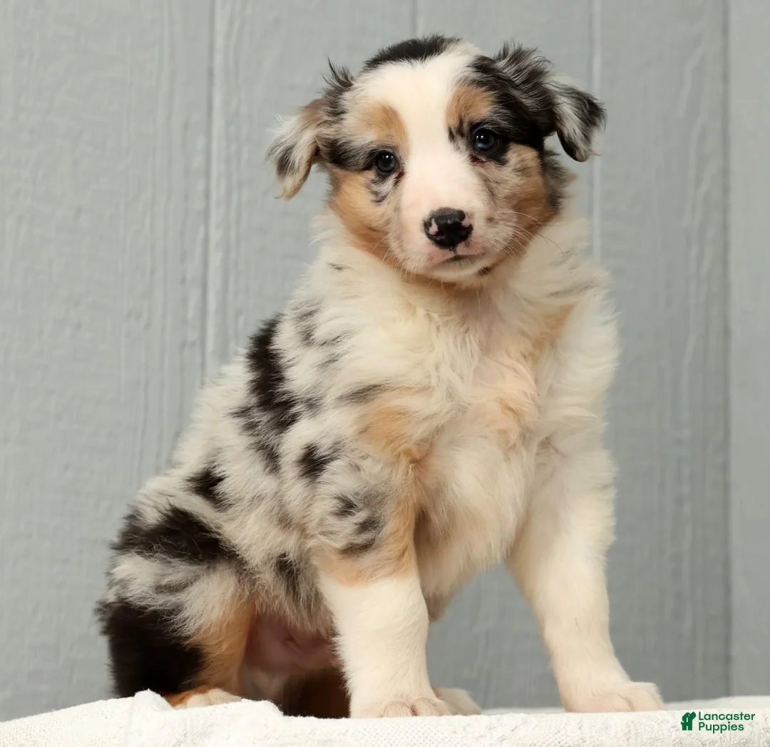 Australian Shepherd dogs for sale: Gary - Ad 8