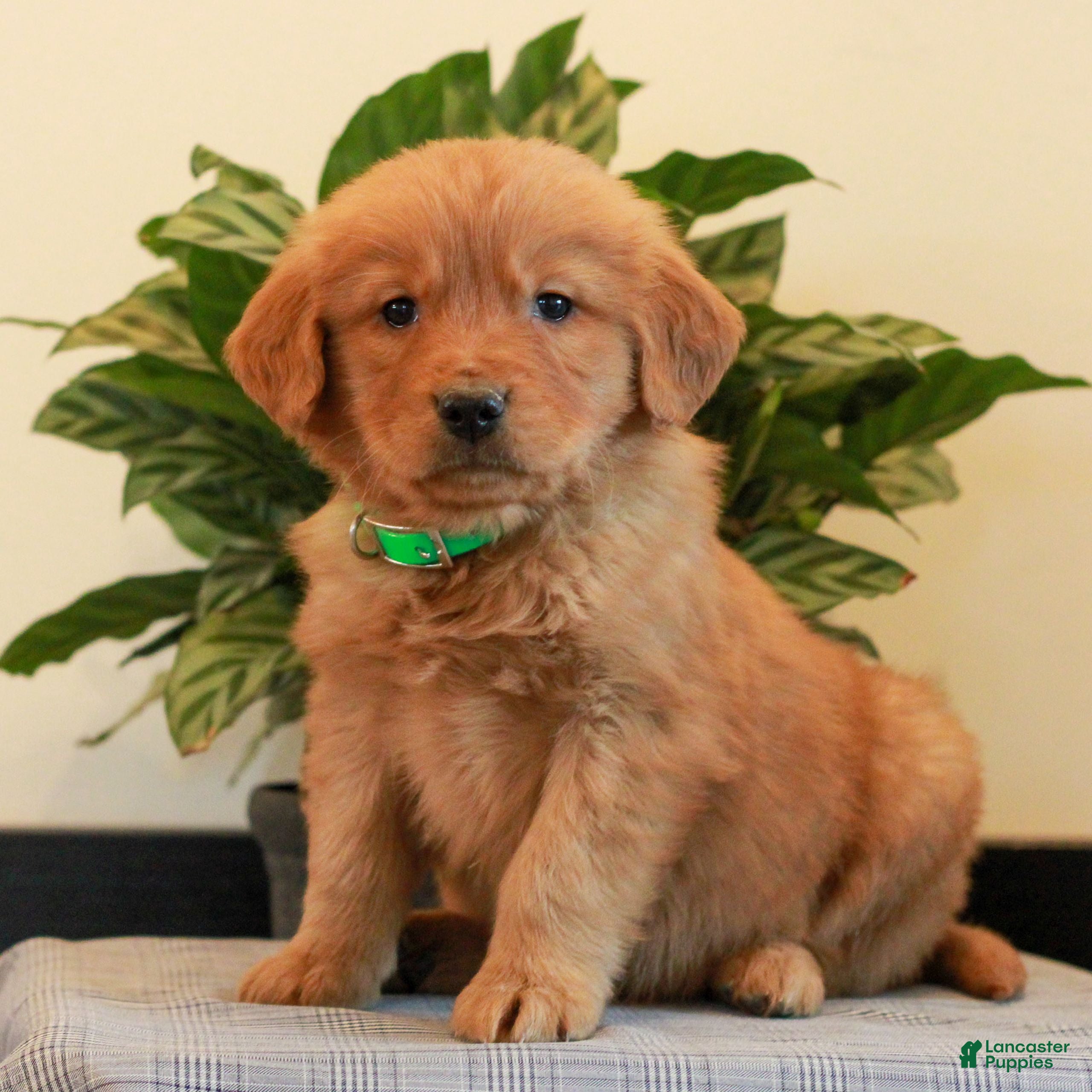 Golden Retriever dogs Jackson  - Ad 1