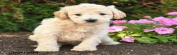 Mini Goldendoodle dogs for sale: Rex - Ad 4