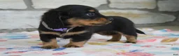Miniature Dachshund dogs for sale: Abby - Ad 5