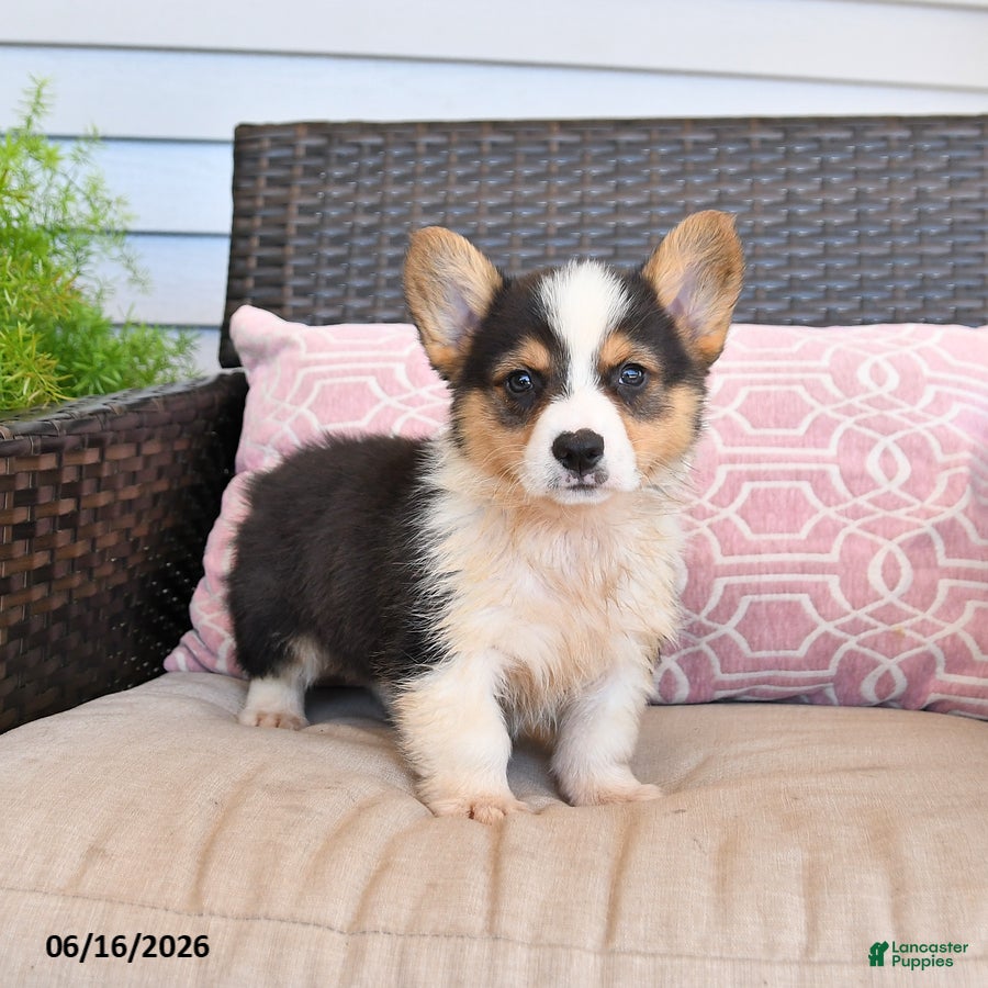 Welsh Corgi Pembroke dogs Mack  - Ad 1