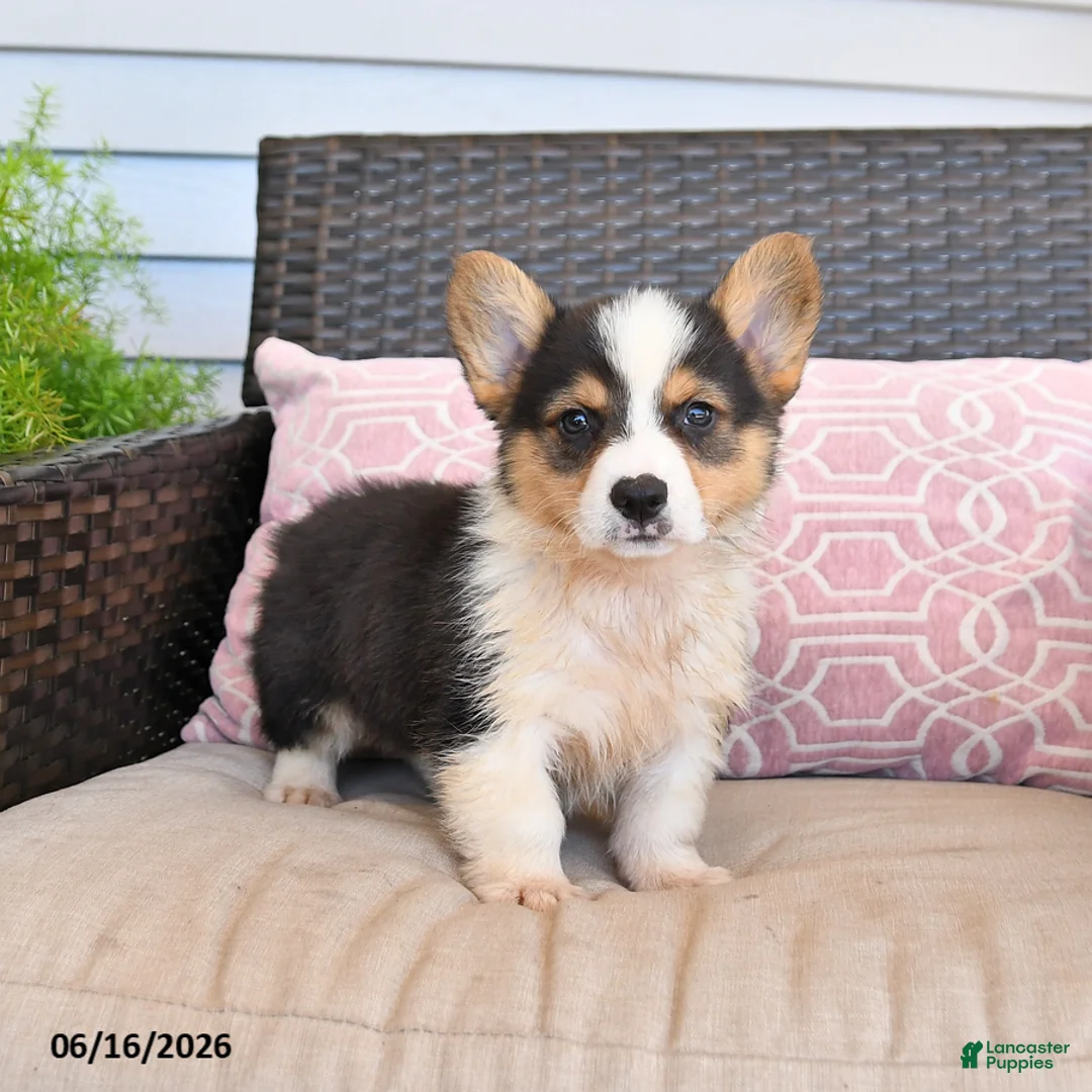Welsh Corgi Pembroke dogs for sale: Mack  - Ad 1