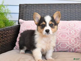 Welsh Corgi Pembroke dogs for sale: Mack - Ad 1
