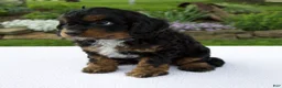 Cavapoo dogs for sale: Austin - Ad 4