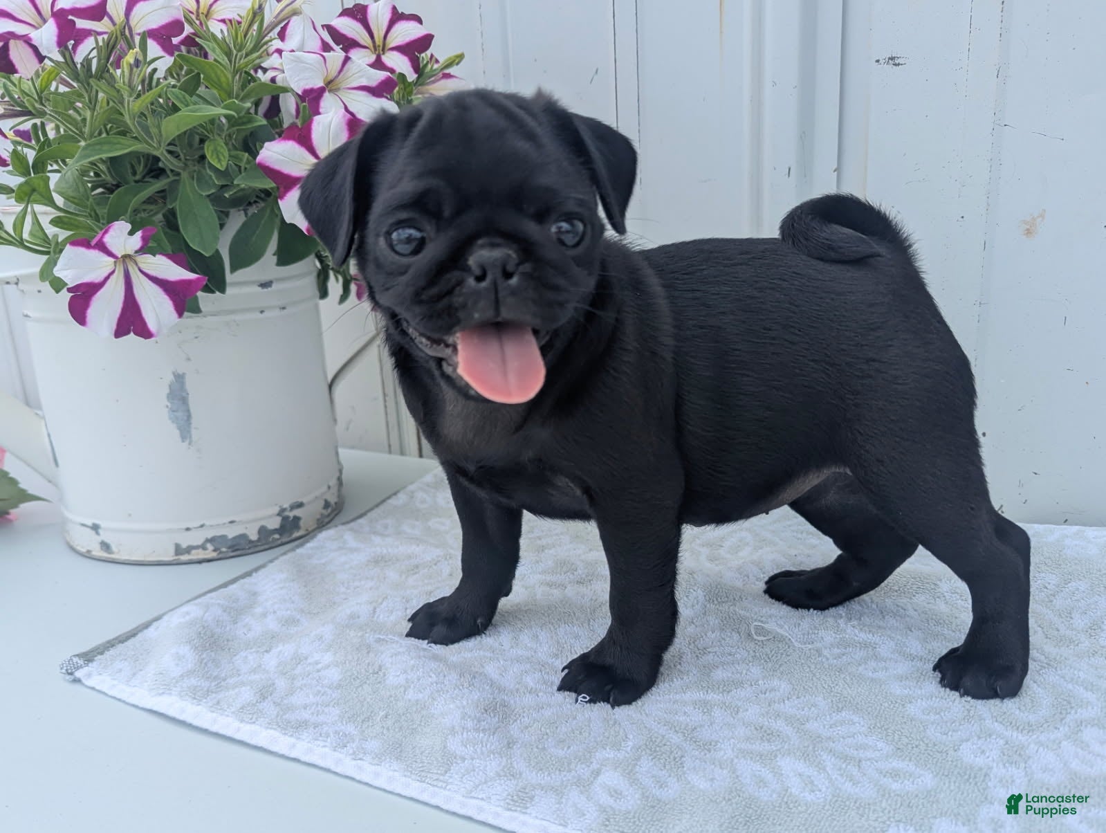 Pug dogs Ebony - Ad 2