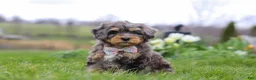 Mini Bernedoodle dogs for sale: Rose - Ad 2
