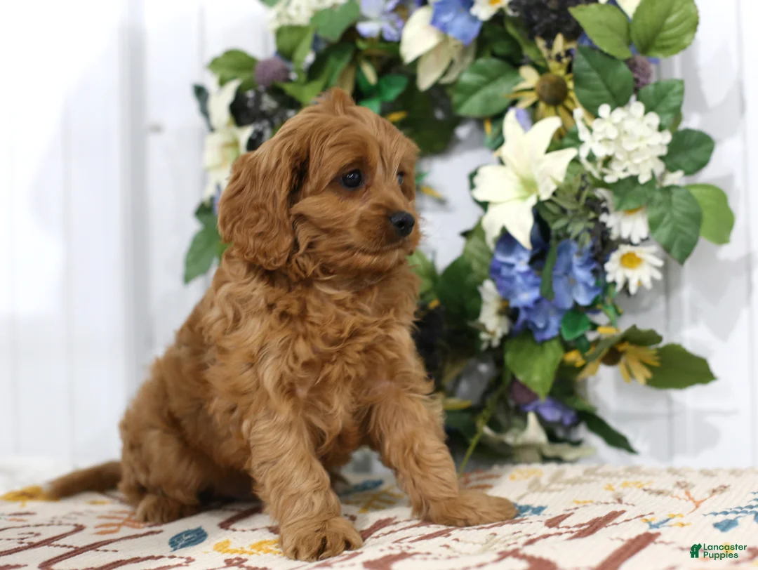 Cavapoo dogs for sale: Brodie - Ad 4