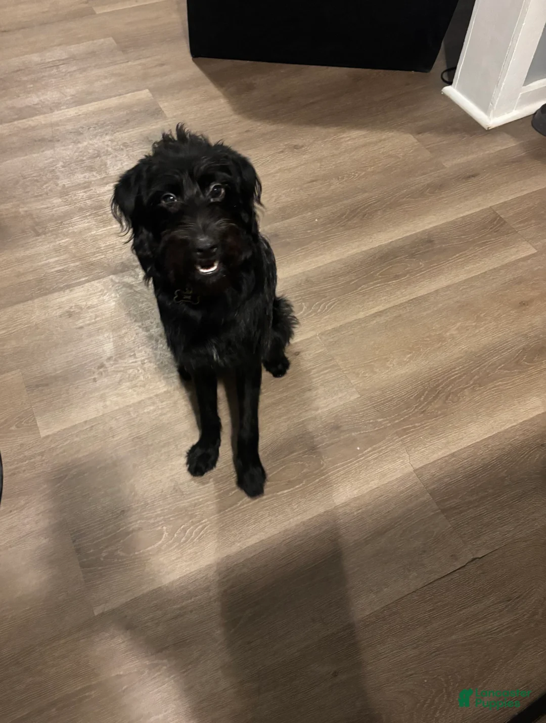 Labradoodle dogs for sale: Labradoodle Puppy 1 - Ad 6
