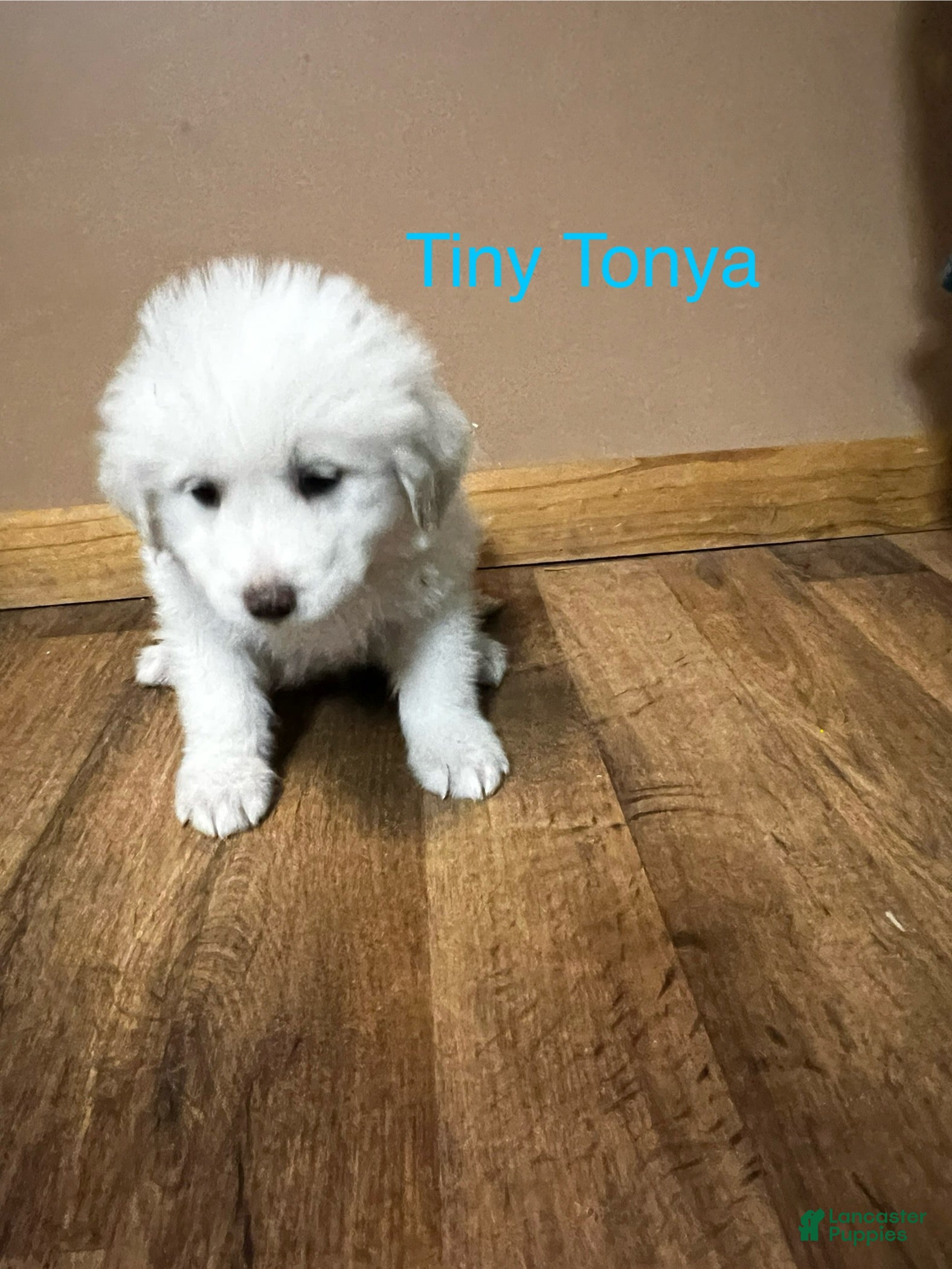 Great Pyrenees dogs Tiny Tonya - Ad 35