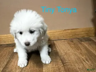 Great Pyrenees dogs Tiny Tonya - Ad 35
