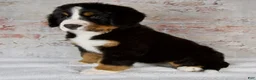 Bernese Mountain Dog dogs for sale: Renae - Ad 3